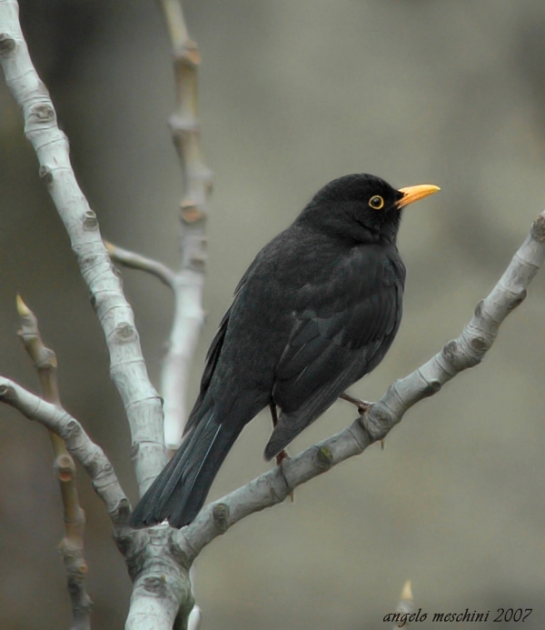 Merlo Turdus merula. semplicemente un maschio e una femmina.